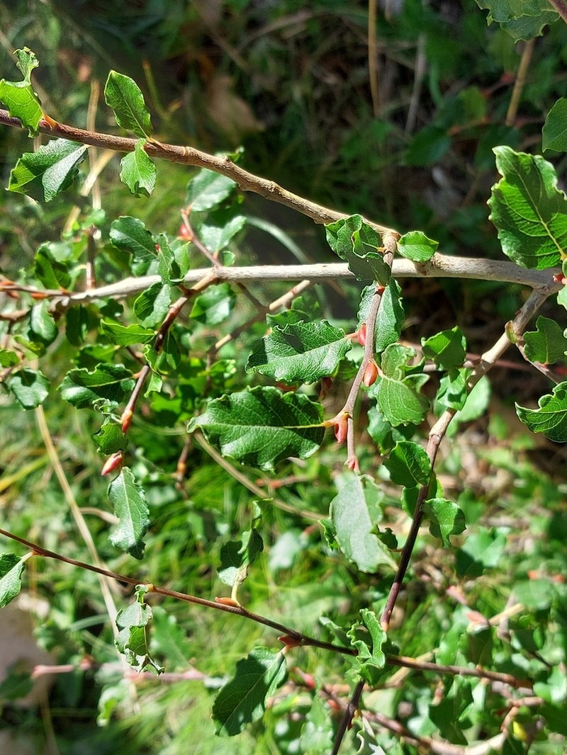 Salix tarraconensis photo 7