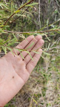 Yewleaf Willow