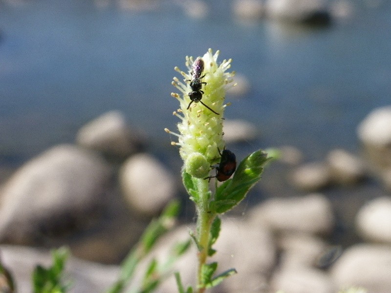 Yewleaf Willow photo 2