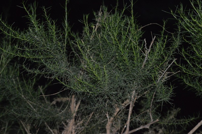 Yewleaf Willow photo 3