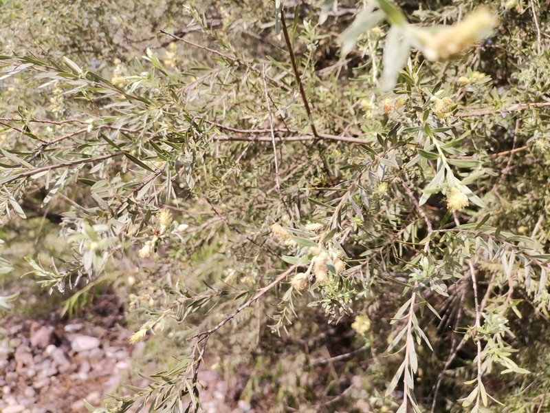 Yewleaf Willow photo 4