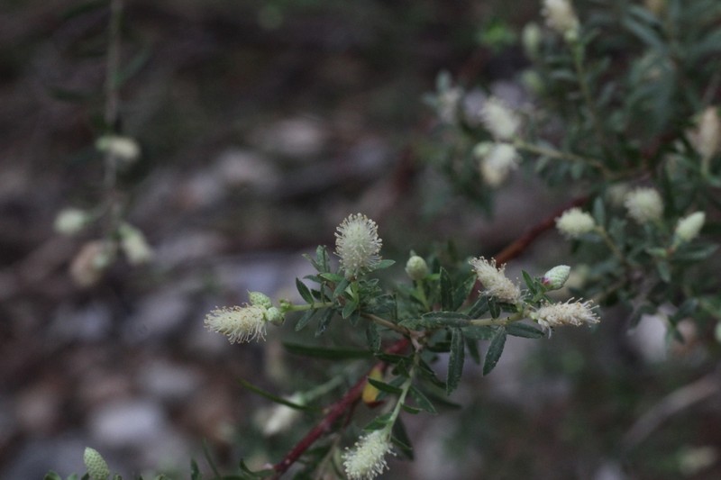 Yewleaf Willow photo 5