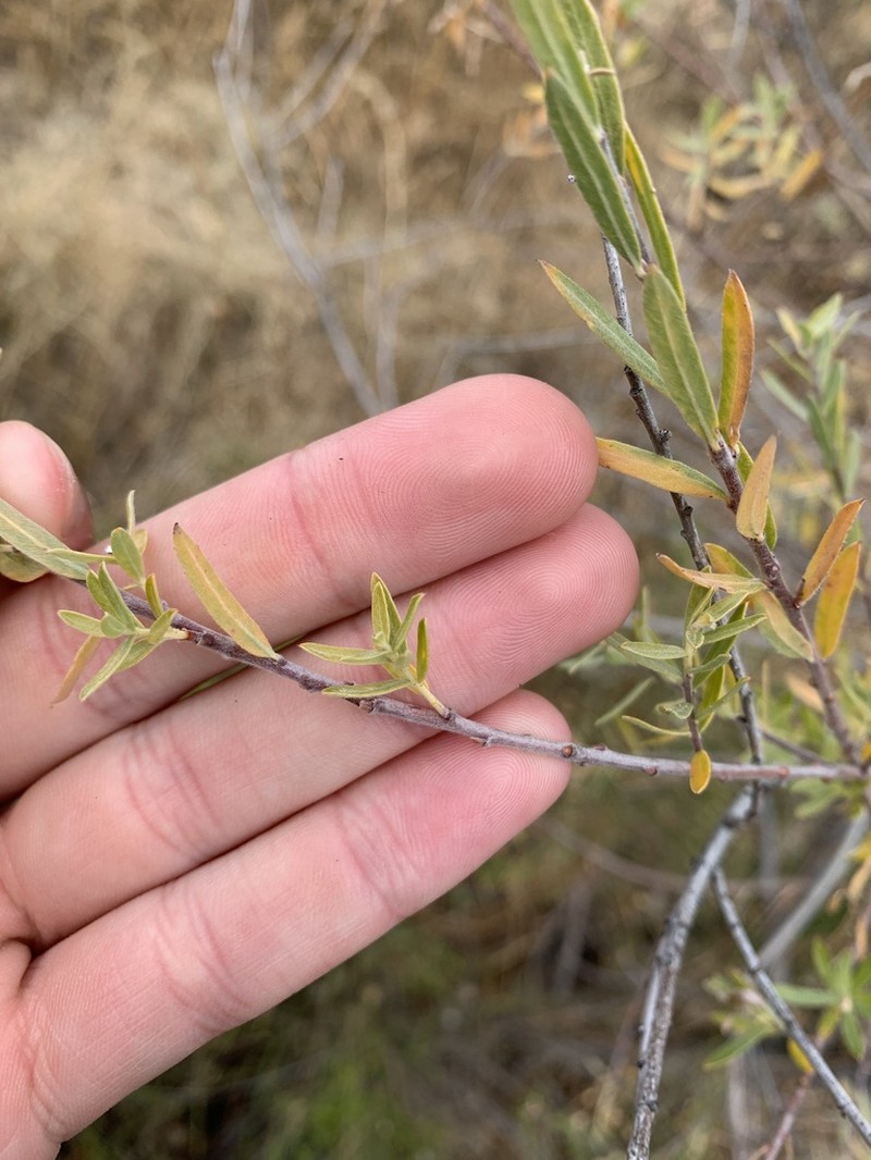 Yewleaf Willow photo 6
