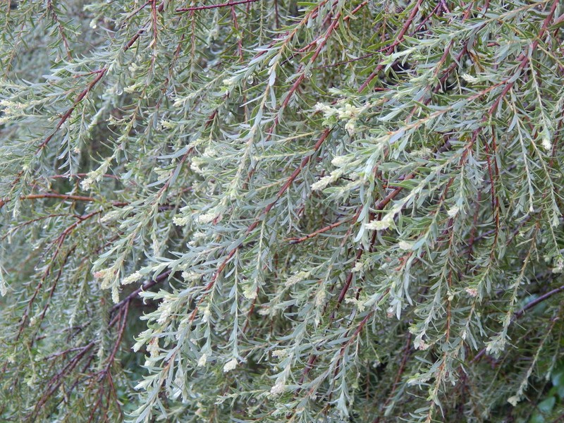Yewleaf Willow photo 7