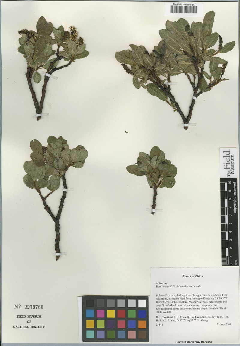 Salix tenella