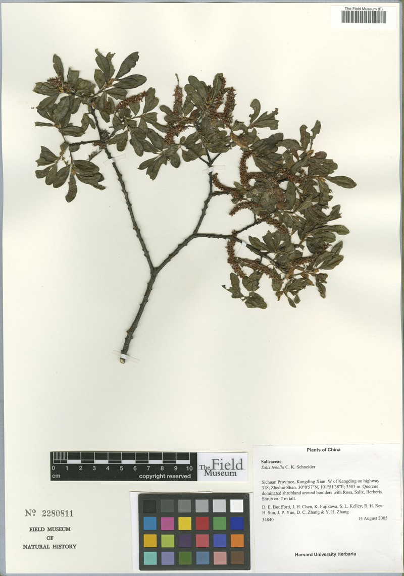 Salix tenella photo 2