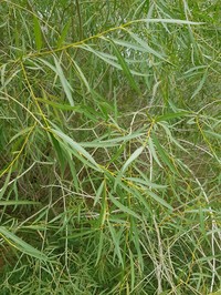 Salix tenuijulis