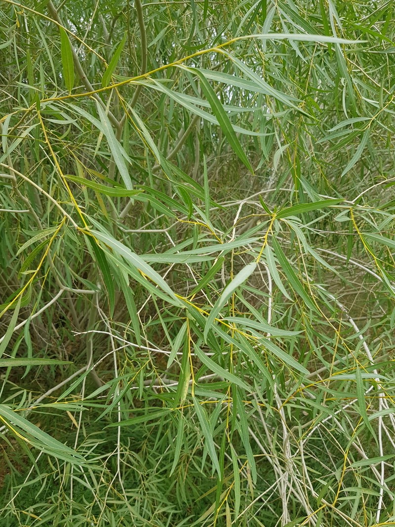 Salix tenuijulis