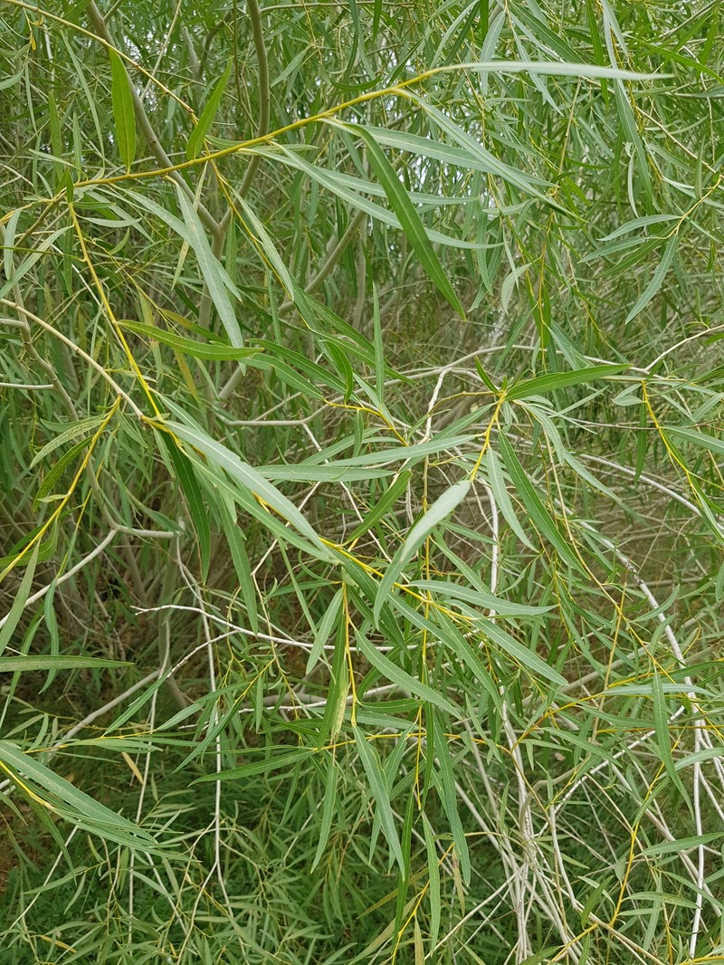 Salix tenuijulis photo 2