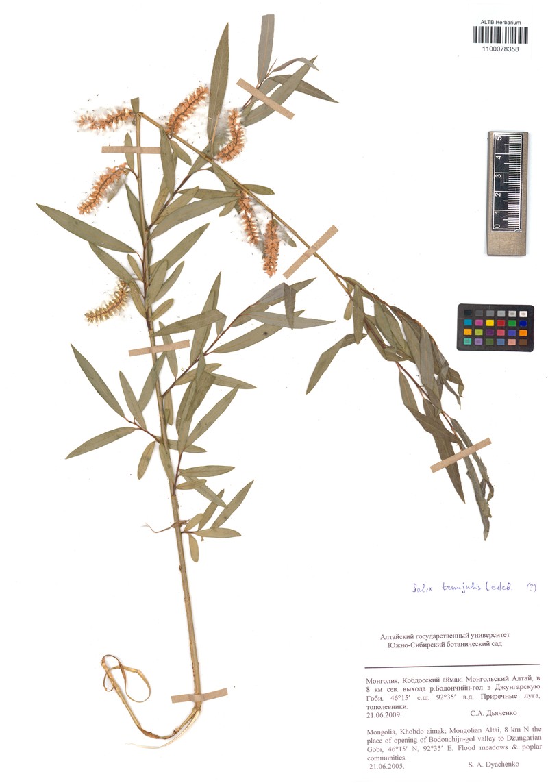 Salix tenuijulis photo 3