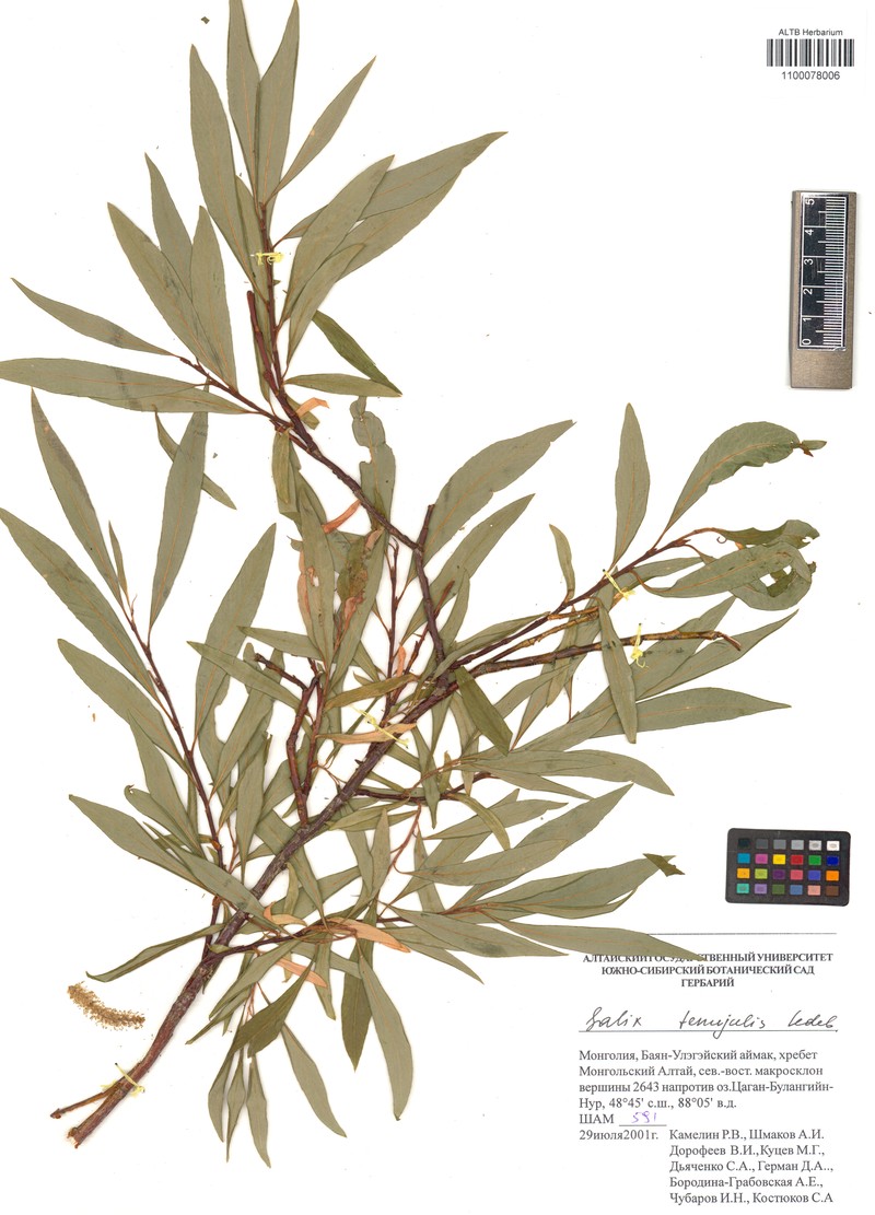 Salix tenuijulis photo 5