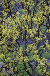 Salix tetrasperma