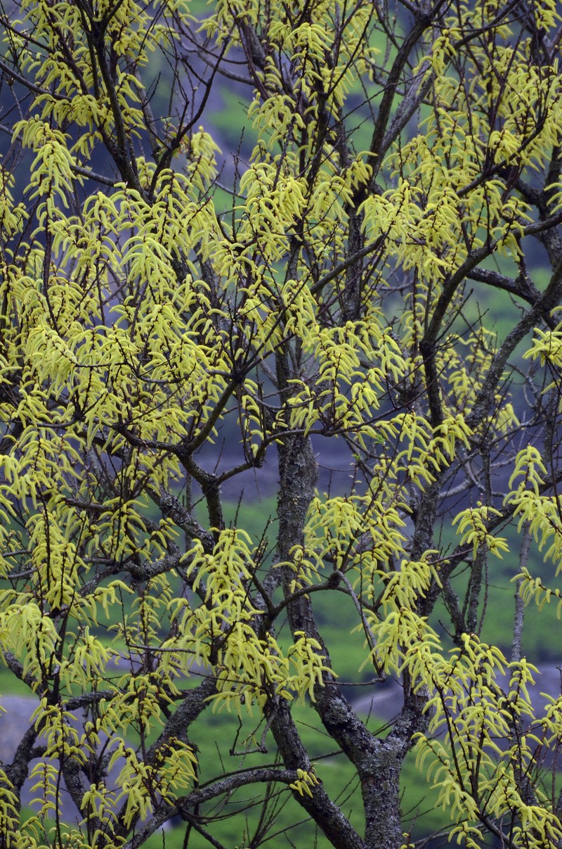 Salix tetrasperma