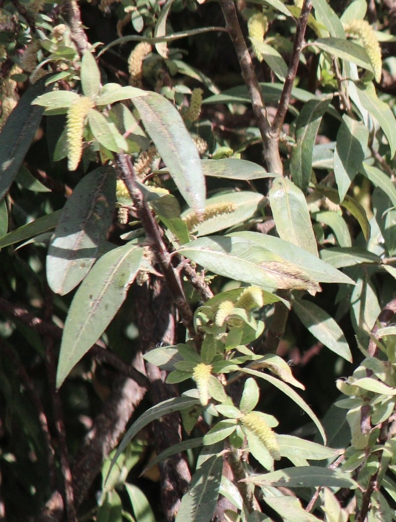 Salix tetrasperma photo 2