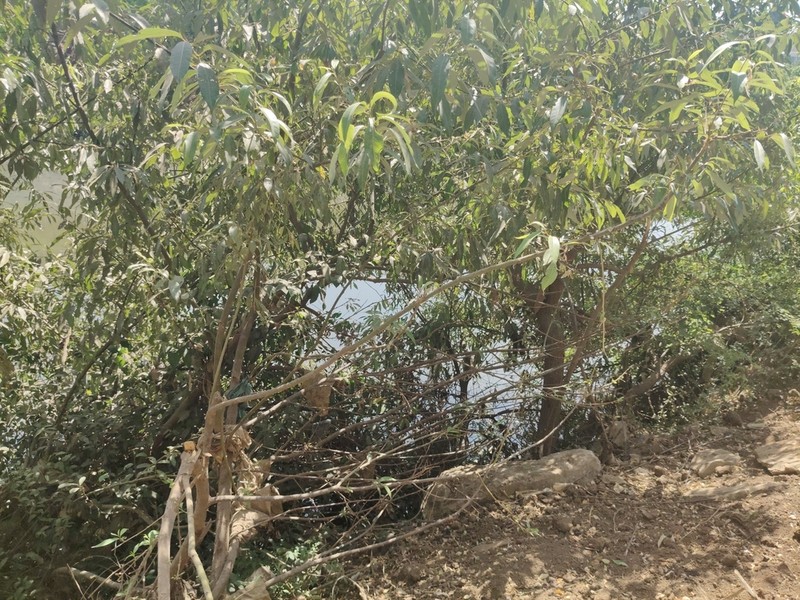 Salix tetrasperma photo 3