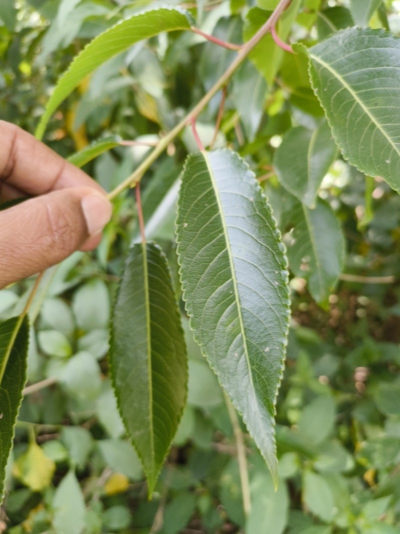 Salix tetrasperma photo 4