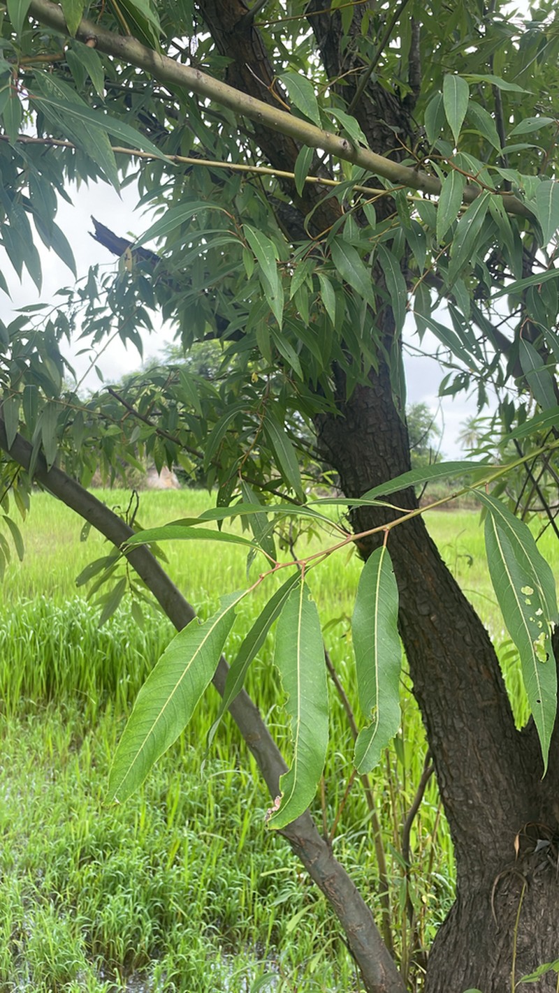 Salix tetrasperma photo 5