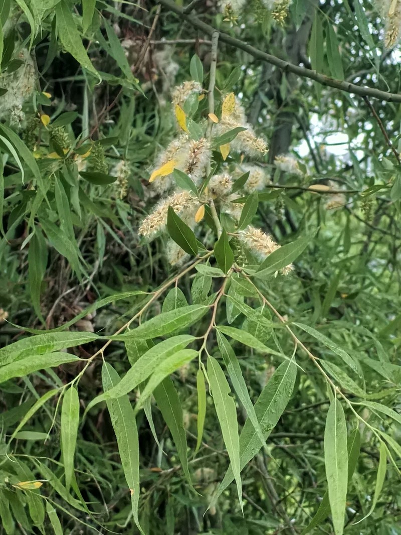 Salix tetrasperma photo 6