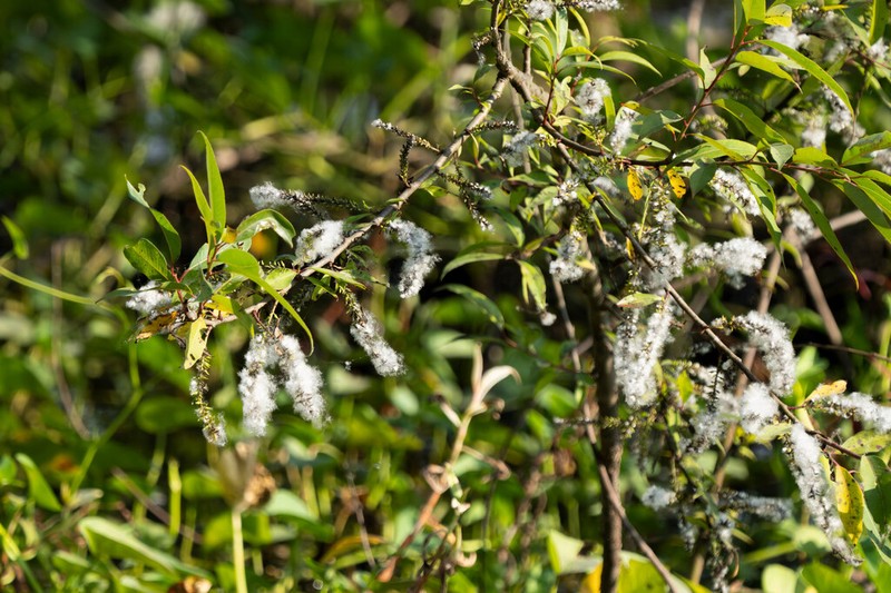 Salix tetrasperma photo 7