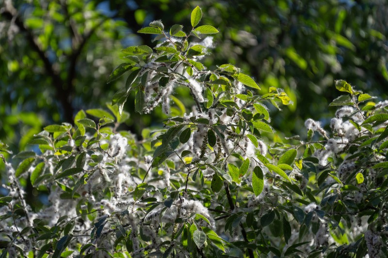Salix tetrasperma photo 8