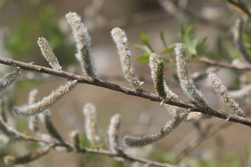 Salix thomsoniana photo 2