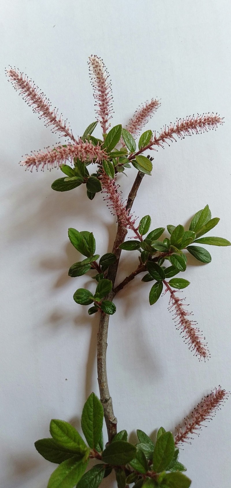 Salix thomsoniana photo 4