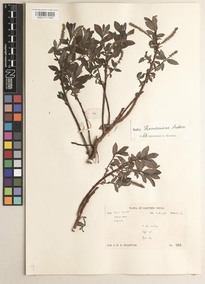 Salix thomsoniana photo 5