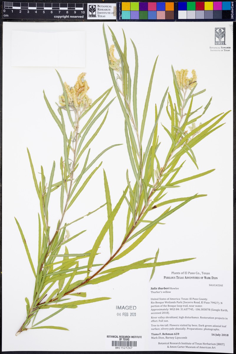 Salix thurberi photo 3
