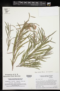 Salix thurberi