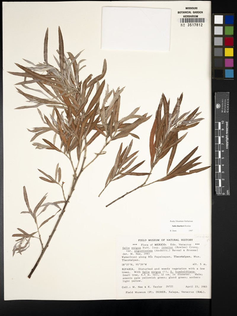 Salix thurberi photo 2