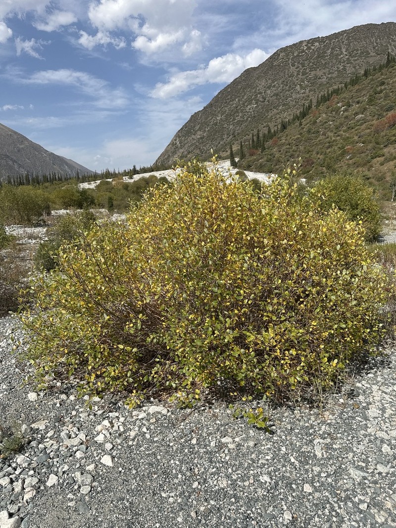 Salix tianschanica