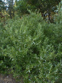 Tracy's Willow