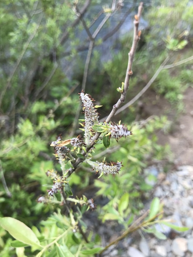 Tracy's Willow photo 2