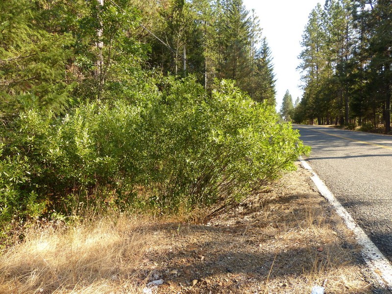 Tracy's Willow photo 3