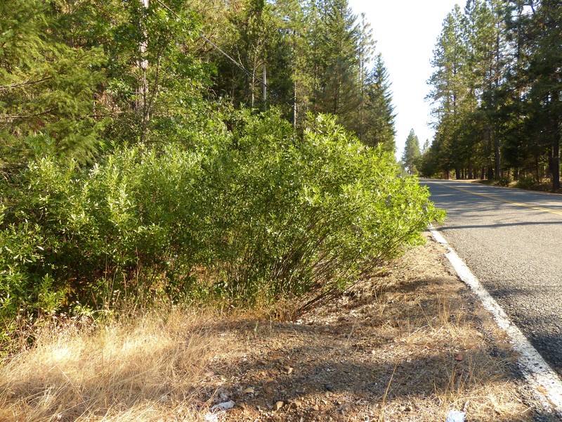 Tracy's Willow photo 6