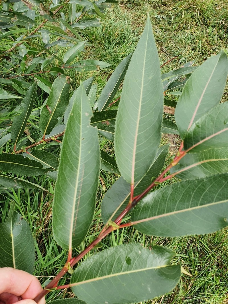 Almond Willow photo 4