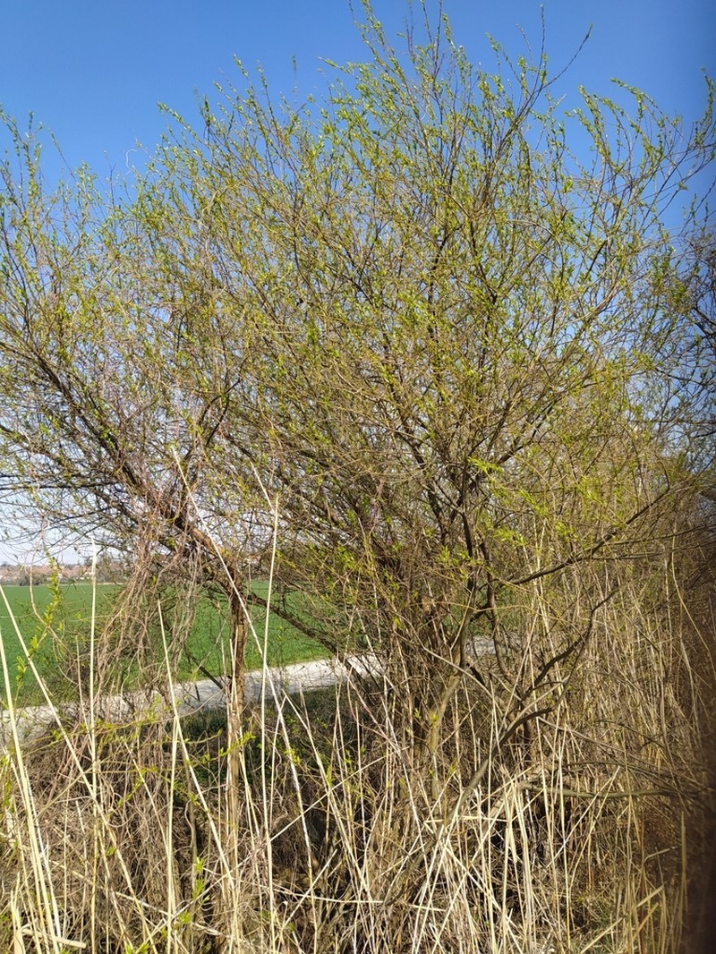 Almond Willow photo 5