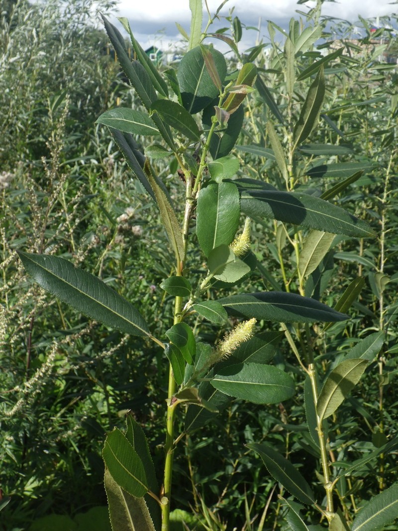 Almond Willow photo 6