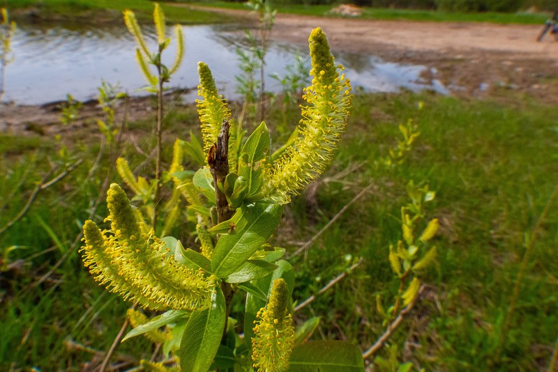 Almond Willow photo 7