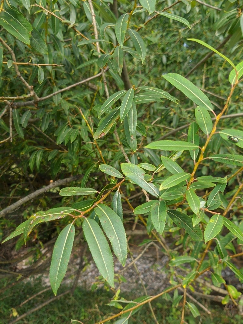 Almond Willow photo 8