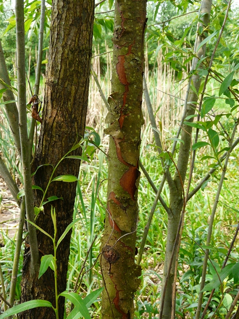 Almond Willow photo 5