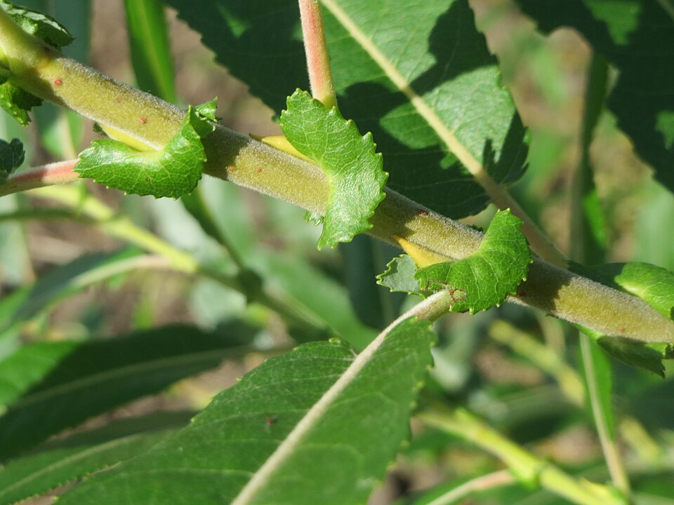 Almond Willow photo 6