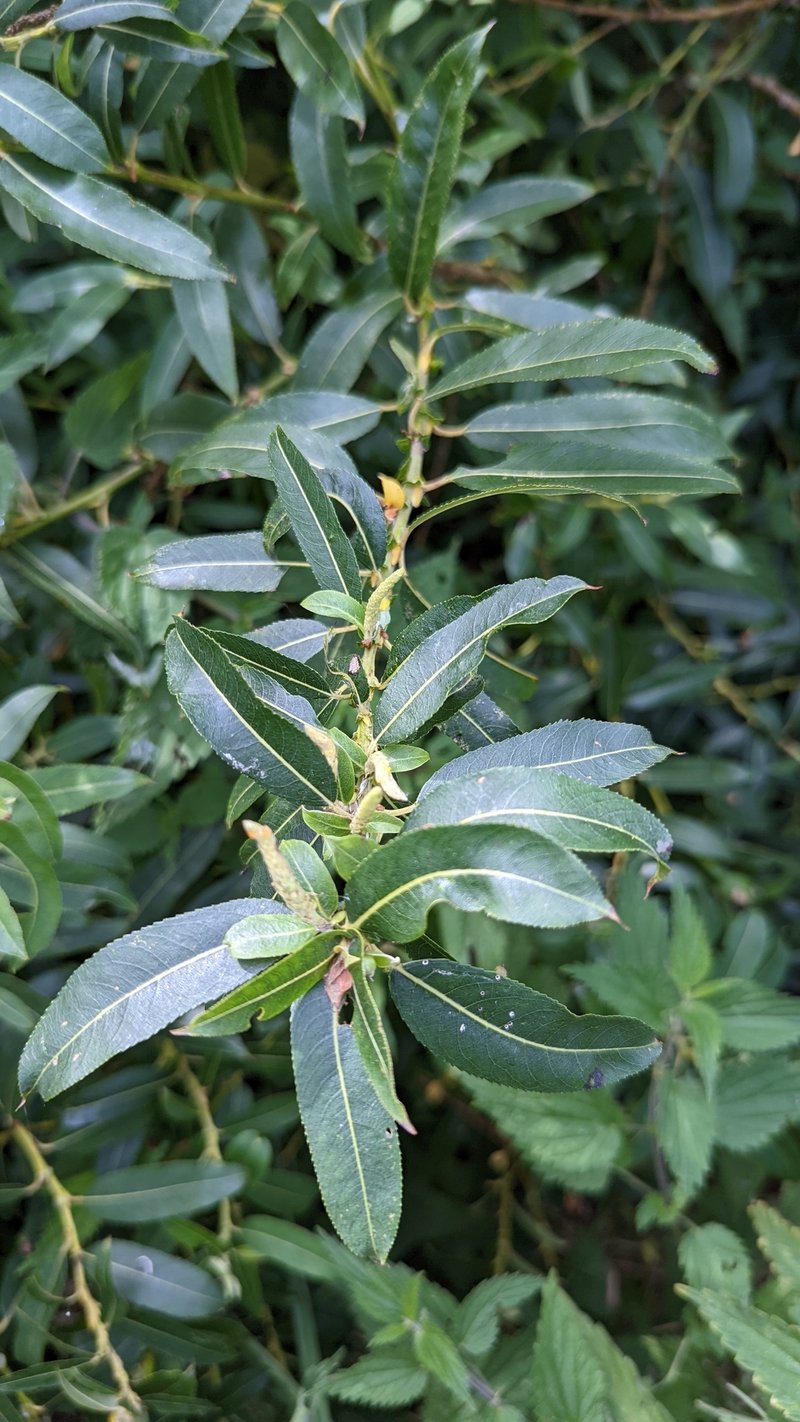 Almond Willow photo 7