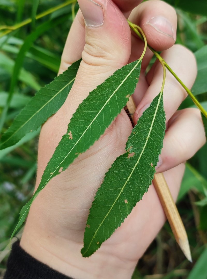 Almond Willow photo 8