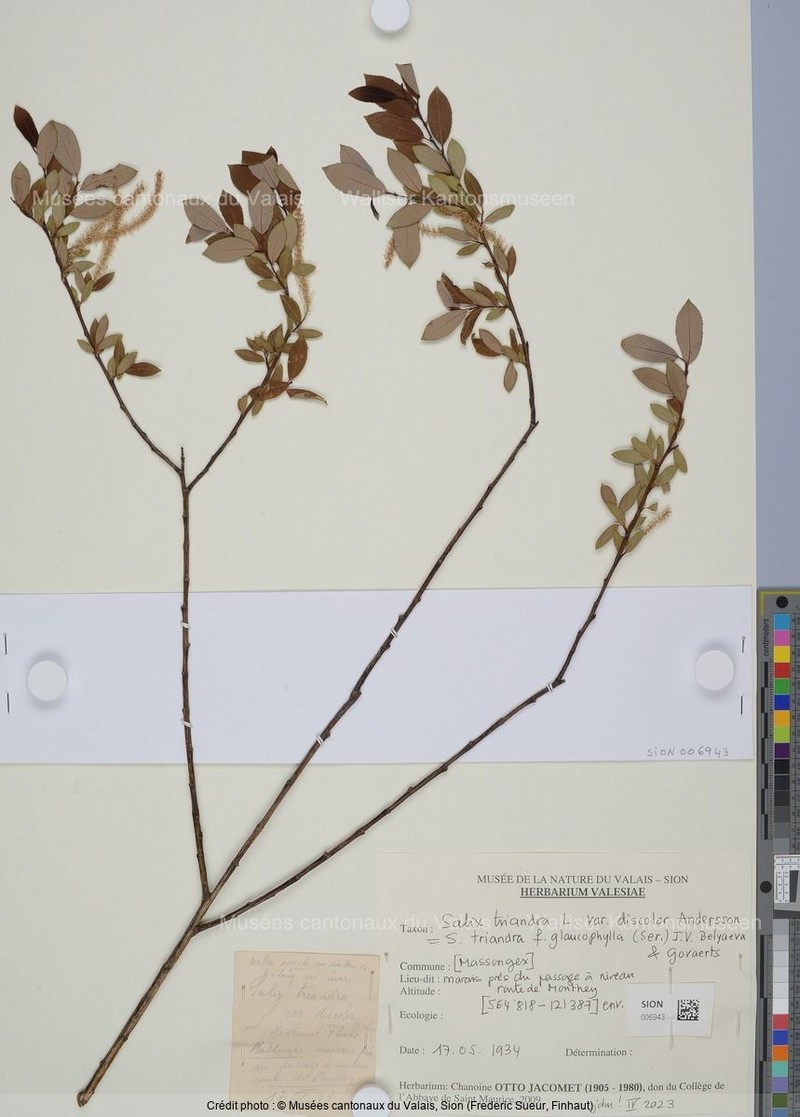 Salix triandra f. glaucophylla