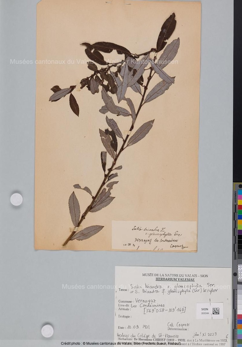 Salix triandra f. glaucophylla photo 2