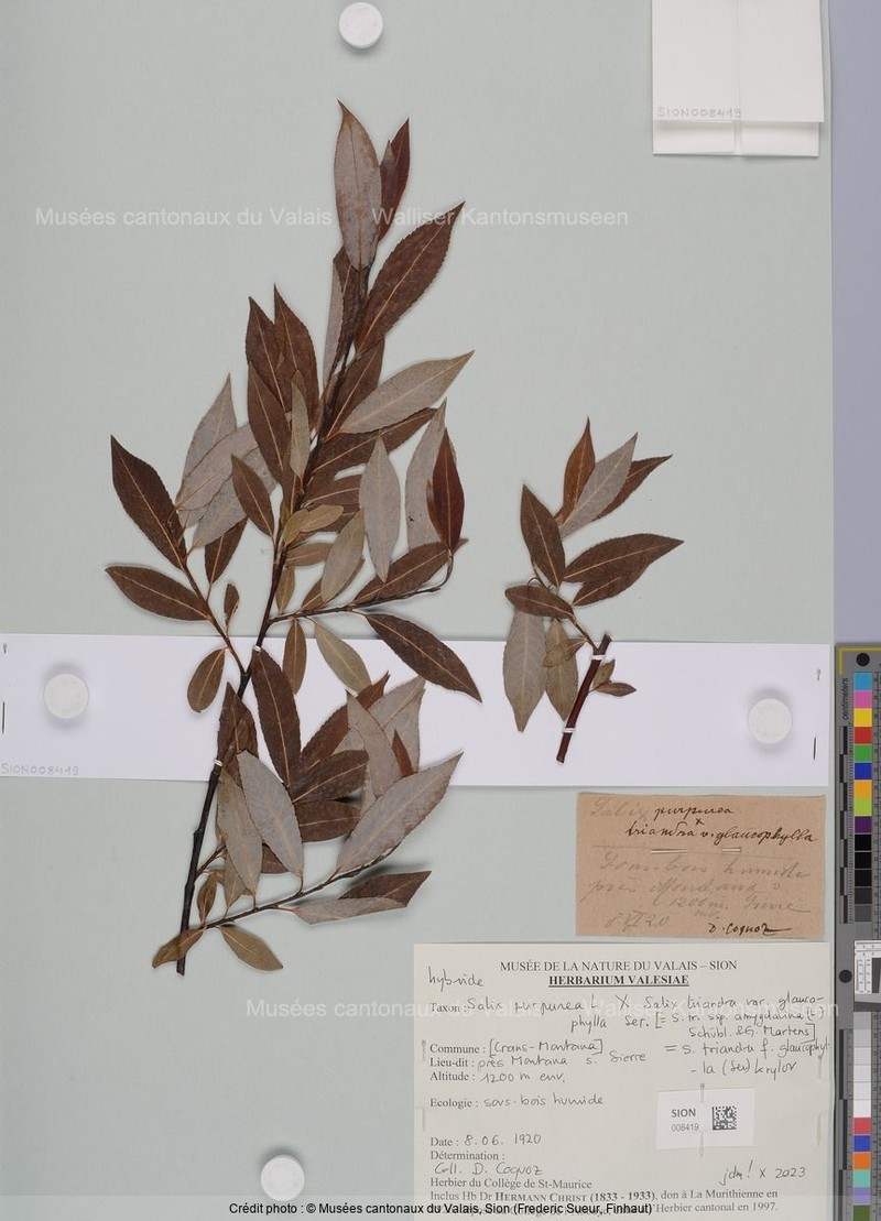 Salix triandra f. glaucophylla photo 3