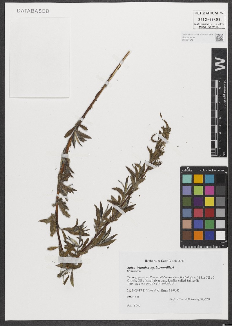 Salix triandra subsp. bornmuelleri