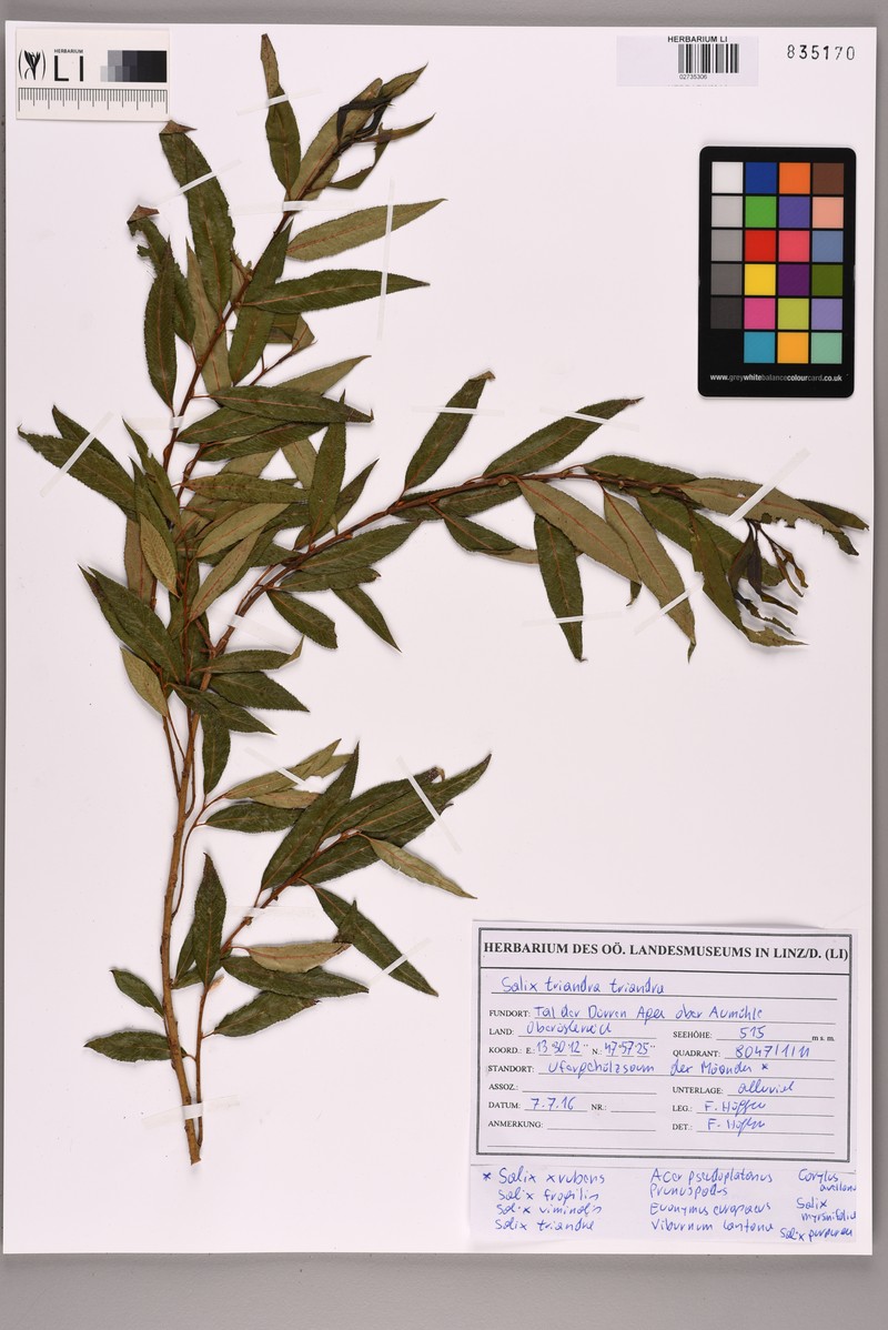 Salix triandra subsp. triandra
