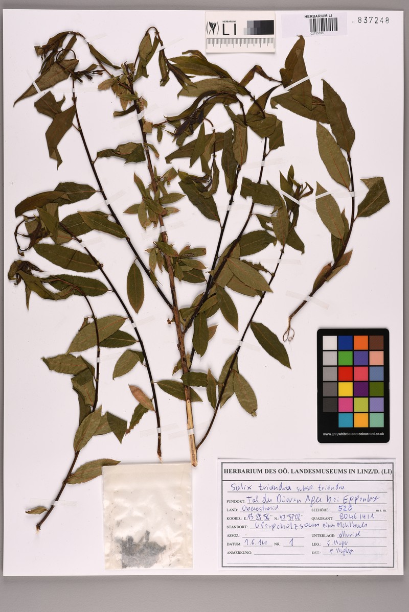 Salix triandra subsp. triandra photo 2